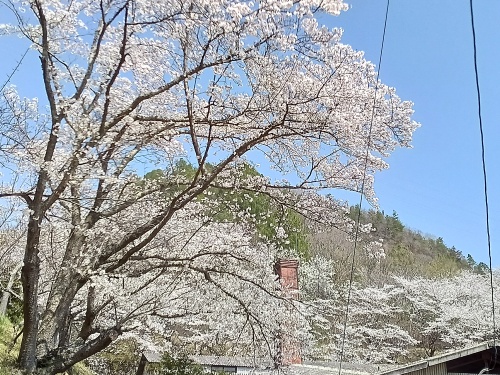 山麓窯のサクラ