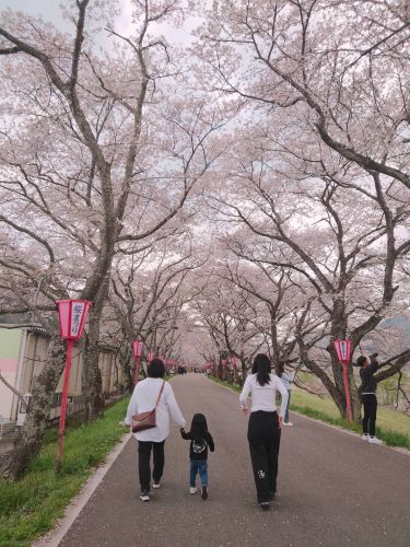 久世のトンネル桜