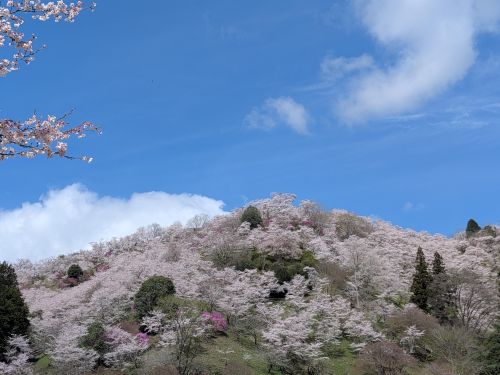 青空と桜