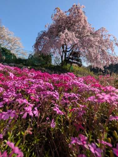我が家のシダレザクラとシバザクラ | 赤磐市　岡山8940さん