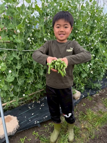 じぃじとスナップエンドウの収穫 | 丸亀市　ポぽさん