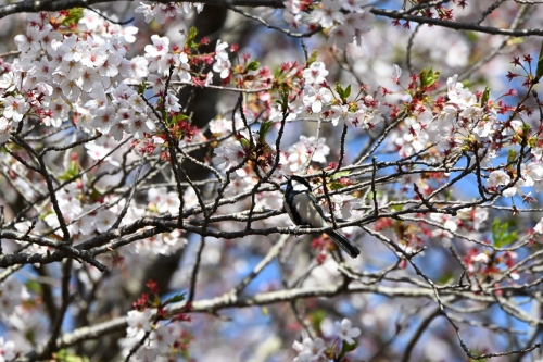 シジュウカラのお花見 | 早島町　マンさん