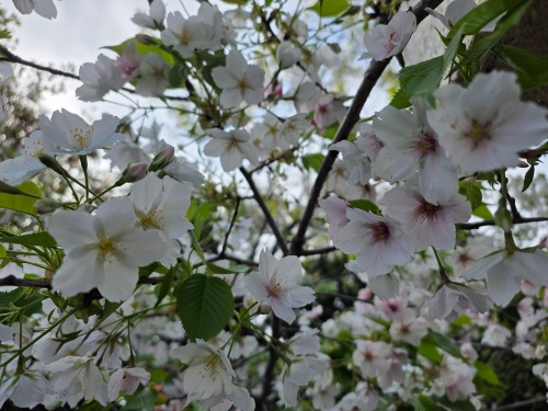 まだまだ綺麗 | 浅口市　仮面ライターさん