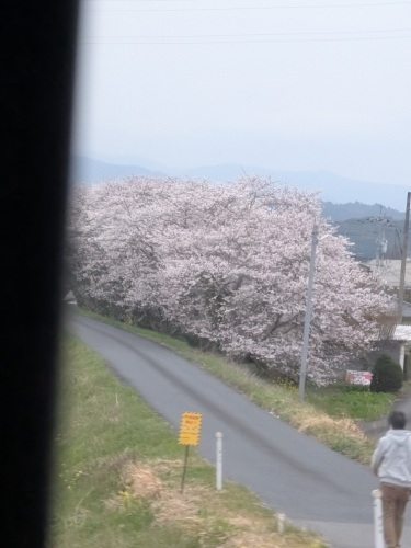 車の中から桜 | 岡山市　おっきよねえさん