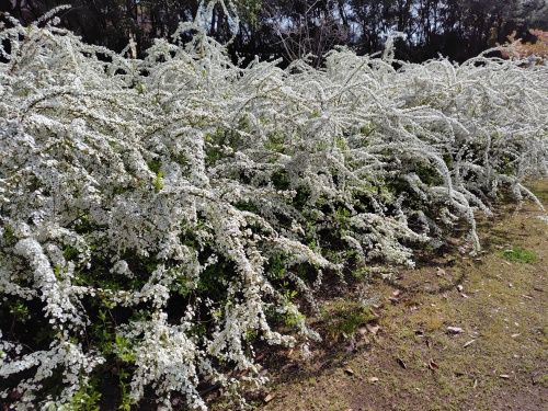 雪柳 | 坂出市　和田さん