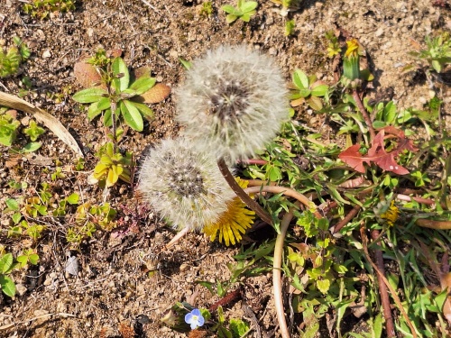 タンポポ | 矢掛町　ちゃあちゃん‼さん