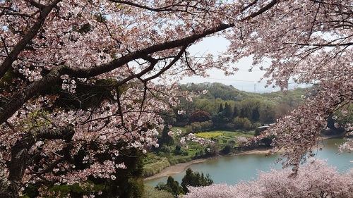 滑り込みセーフのお花見 | 倉敷市　ささささん