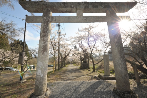 茅部神社の桜回廊 | 久米南町　チカZ(ジ～)さん