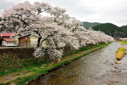 美甘宿場桜 | 井原市　原田さん