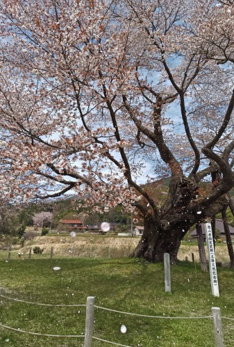 尾所の桜 | 津山市　寺坂さん