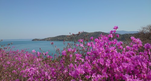 ツツジ | 備前市　土橋さん