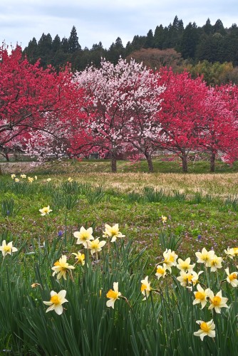 尾所の桜 | 津山市　寺坂さん