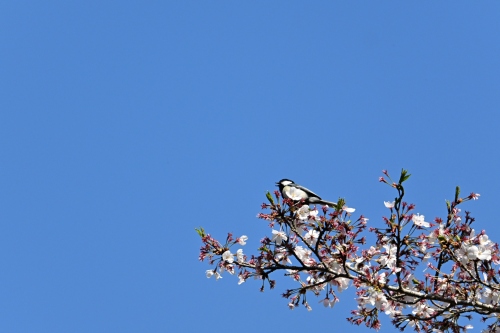 シジュウカラのお花見 | 早島町　マンさん