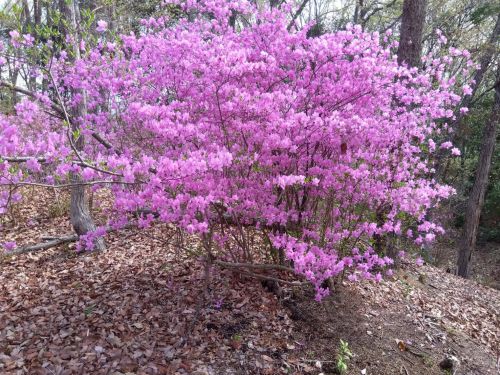 山ツツジ | 高梁市　常松さん