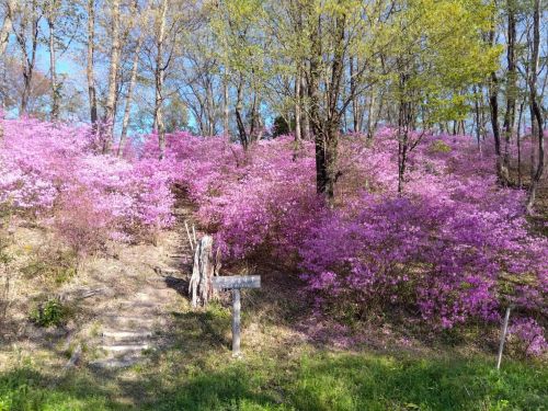 山ツツジ | 高梁市　常松さん