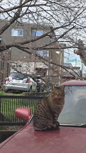 桜、まだですかにゃ～ | 岡山市　ろろかるさん