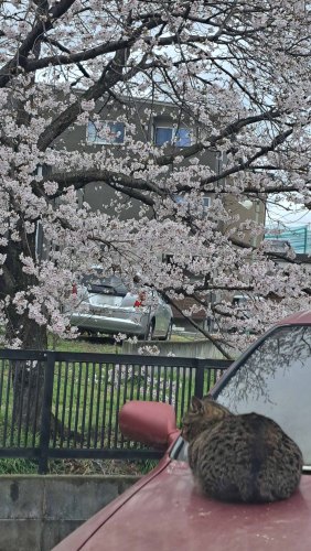 やっと咲いたにゃ～ | 岡山市　ろろかるさん