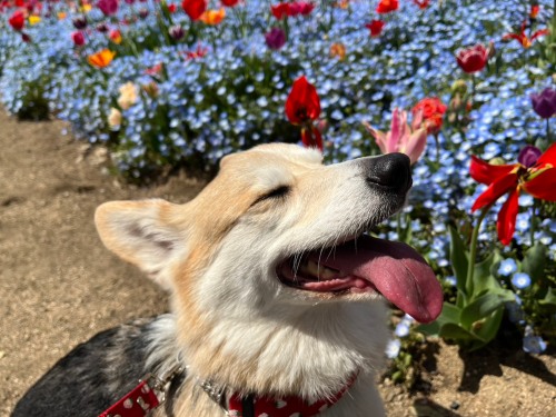 「気持ちいい～」 | 高梁市　桜にゃんこさん