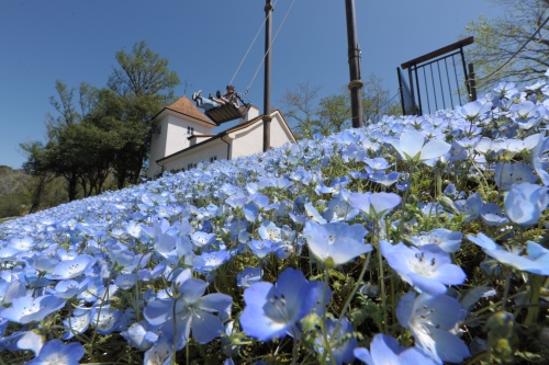 ネモフィラのブランコ | 久米南町　チカZ(ジ～)さん