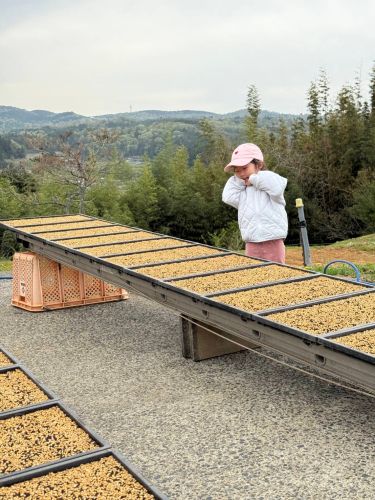 わぁぁ～お米になるんだね | 井原市　るんるんまぁちゃんさん