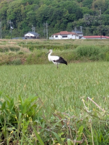コウノトリ | 和気町　じゅんじゅんさん