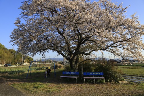 桜 | 高松市　ぱっつんさん