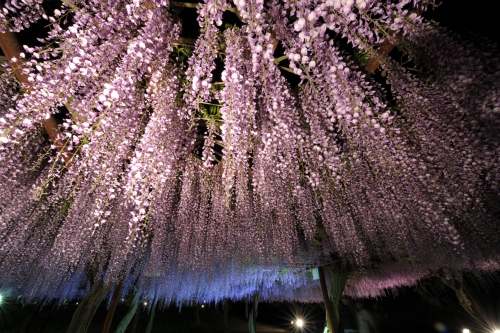 藤のグラデーション