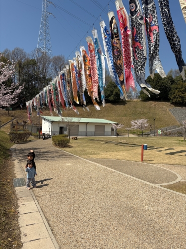 鯉のぼり | 岡山市　まみまるさん