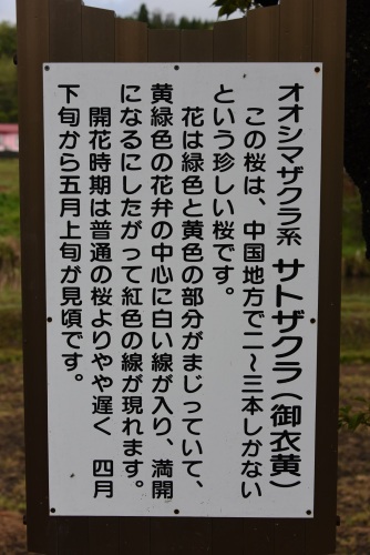 矢神さとざくら | 井原市　原田さん