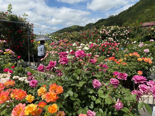 日笠バラ園