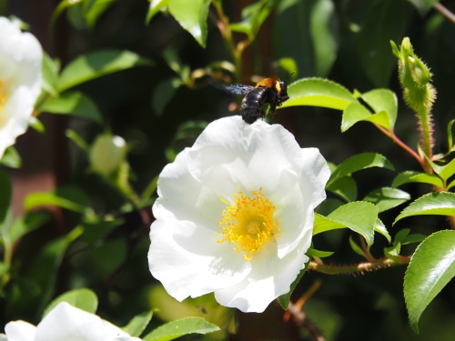 白い花がきれい | 岡山市　逢坂さん