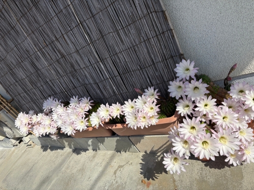 サボテンの花 | 総社市　豆助さん