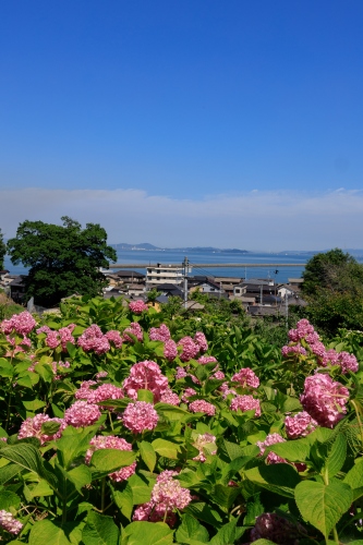 海の見える紫陽花園 | 浅口市　kentomさん