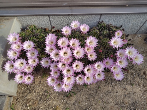 サボテンの花 | 早島町　いしかわさん
