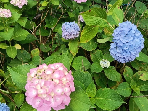 きれいなアジサイ | 岡山市　すとーむ・ばーどさん