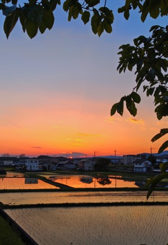 夕焼け色に染まり | 津山市　寺坂さん