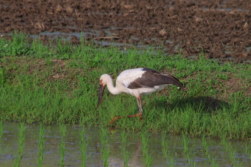 コウノトリ | 勝央町　ペルリンさん