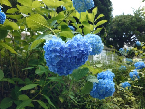 ハート型に見える紫陽花 | 津山市　yukioさん