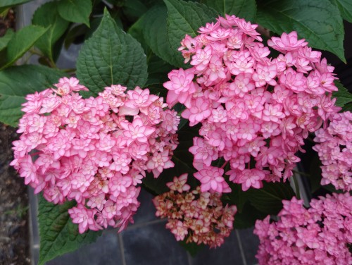 紫陽花のハート型？！ | 和気町　プーさん