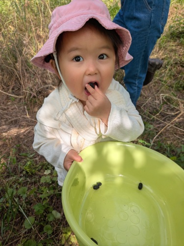 はじめての桑の実狩り！ | 津山市　りんままさん