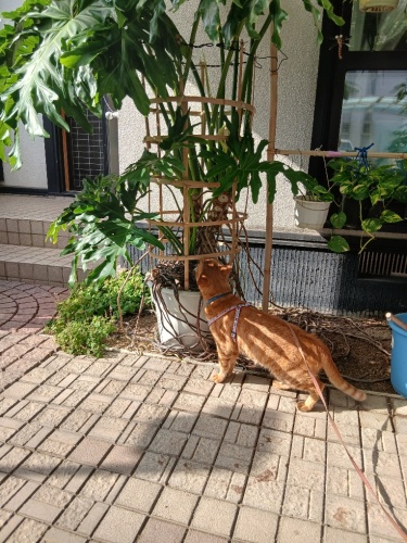 初めて咲きました | 岡山市　西村さん
