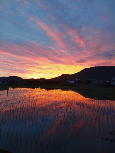 朝焼けの水田 | 総社市　二代畑楽庵さん