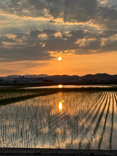 田植え後の田んぼと夕日！ | 瀬戸内市　チロルさん