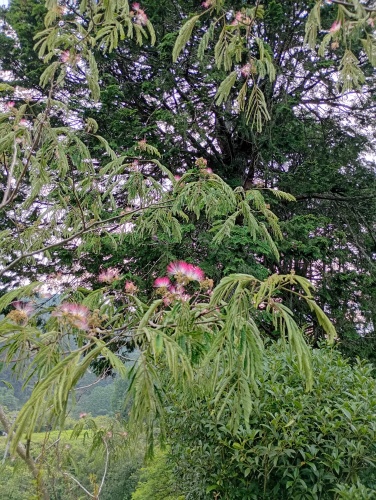 ねむの木 | 高梁市　常松さん