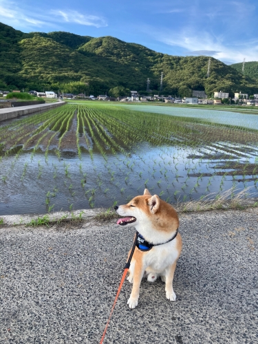 風が気持ちいい | 岡山市　海くん