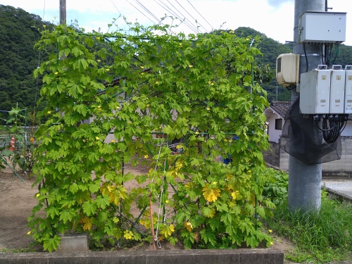 ゴーヤのカーテン | 高梁市　ゆうじさん