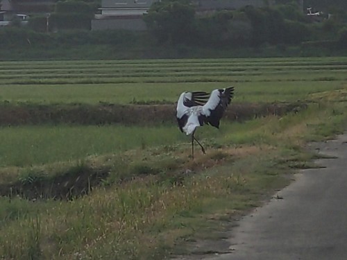 ガッツポーズ | 勝央町　モケケさん