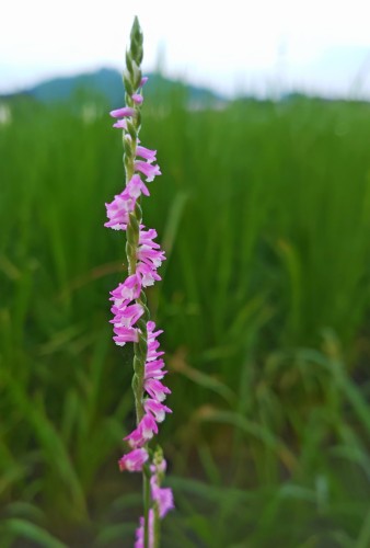 昔は路端でよく見掛けた野の花！ | 津山市　寺坂さん