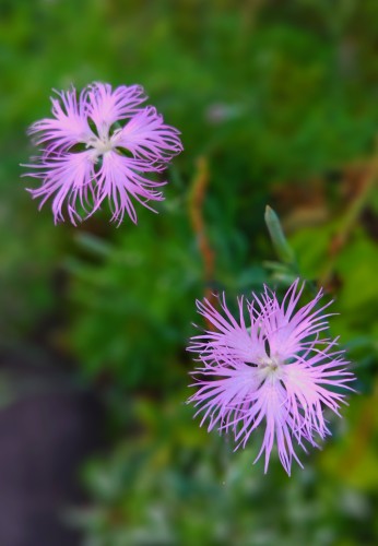 昔は路端でよく見掛けた野の花！ | 津山市　寺坂さん