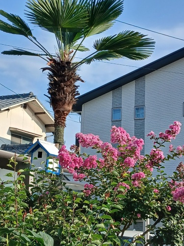 サルスベリ満開 | 岡山市　西村さん